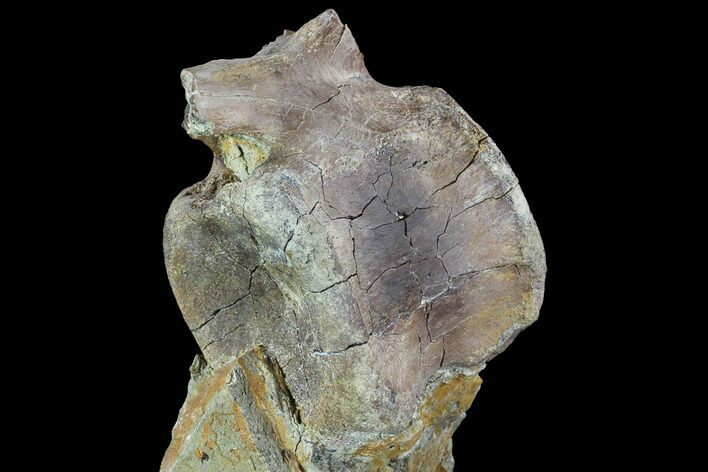 Hadrosaur Caudal Vertebra In Matrix - Aguja Formation, Texas #88715